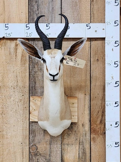 African Springbok Shoulder Mount Taxidermy