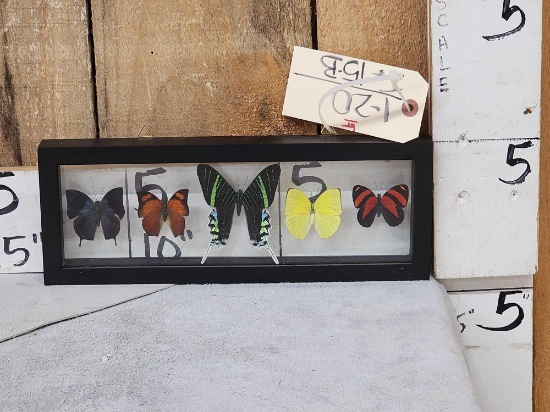 Frame Of 5 Beautiful Butterflies Taxidermy
