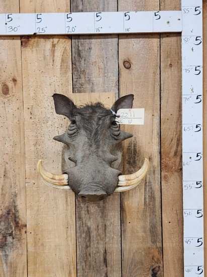 African Warthog Shoulder Mount Taxidermy