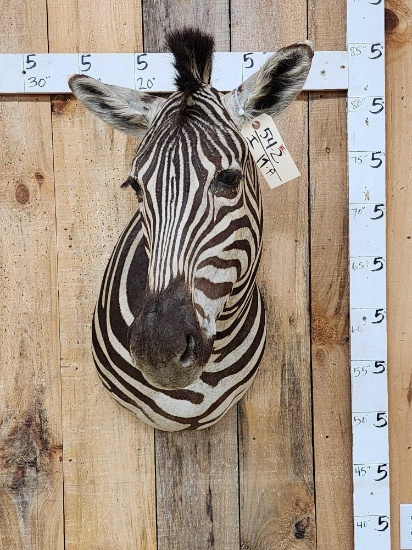 Awesome Zebra Shoulder Mount Taxidermy