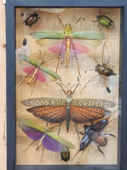 Frame Of 10 Exotic Insects Taxidermy