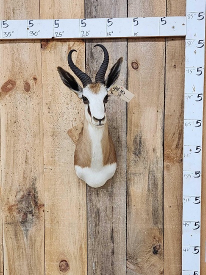African Springbok Shoulder Mount Taxidermy