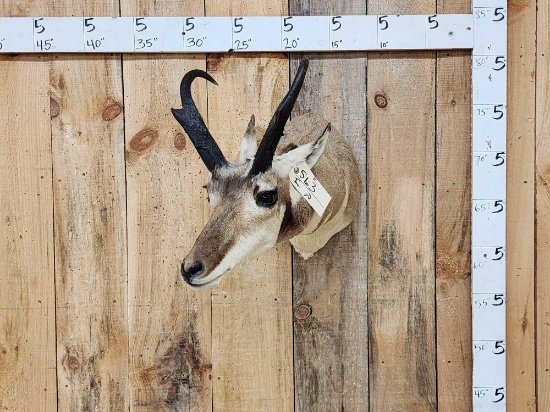 Pronghorn Antelope Shoulder Mount Taxidermy