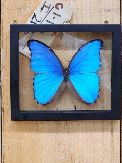 Beautiful Morpho Didius Butterfly Taxidermy
