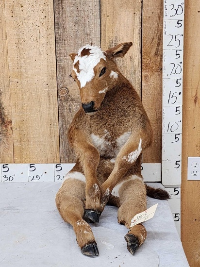 Sitting Bull Full Body Beef Calf Taxidermy Mount