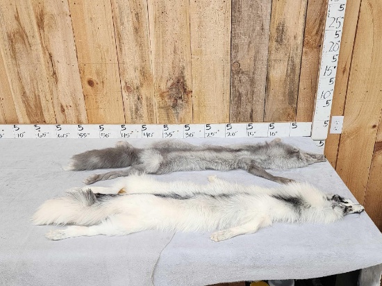2 Beautiful Ranch Fox Soft Tanned Furs Taxidermy