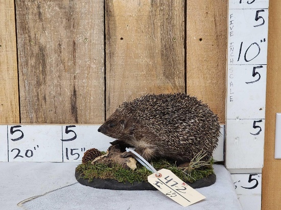Hedgehog Full Body Taxidermy Mount