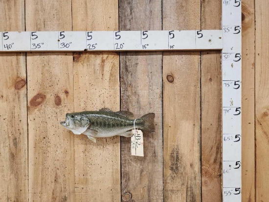 17" Largemouth Bass Real Skin Fish Taxidermy