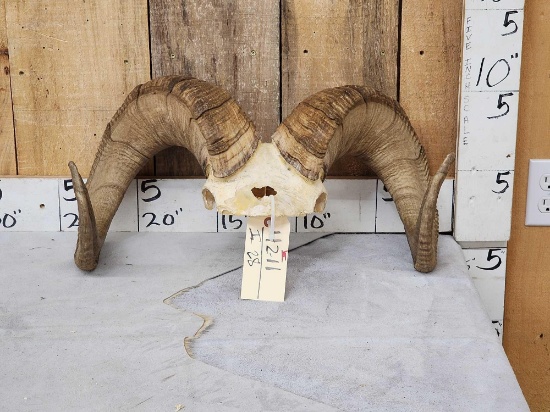 Stone Sheep Horns On Skull Plate Taxidermy