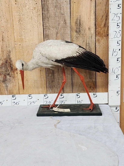 White Stork Full Body Bird Taxidermy