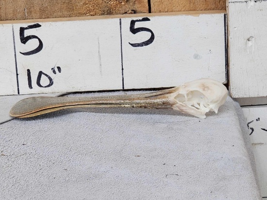 African Spoonbill Bird Skull Taxidermy