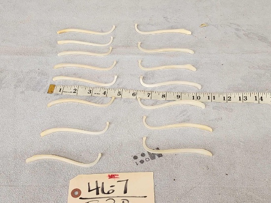 Group Of 15 XL Raccoon Baculums Taxidermy