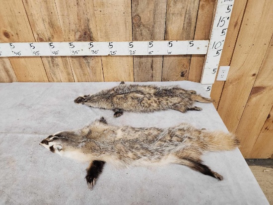 2 Soft Tanned Badger Furs Taxidermy