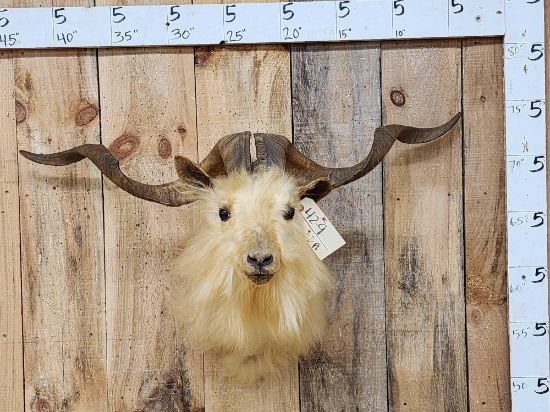 Golden Angora Goat Shoulder Mount Taxidermy