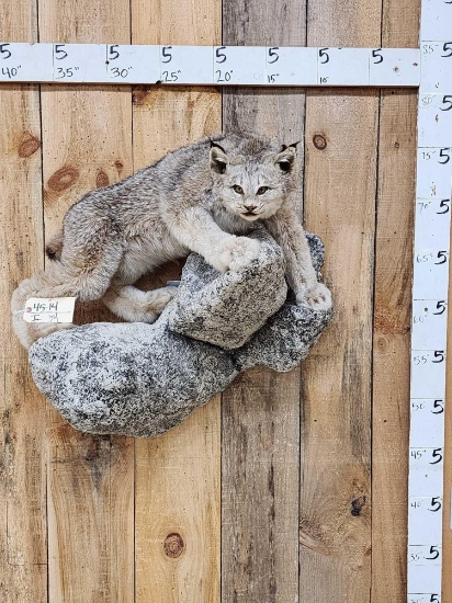 Alaskan Lynx Full Body Taxidermy Mount