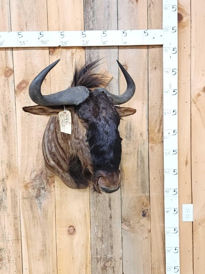 African Blue Wildebeest Shoulder Mount Taxidermy