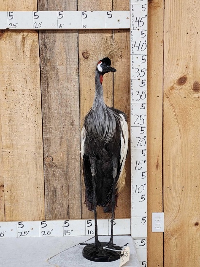 African Crowned Crane Full Body Bird Taxidermy