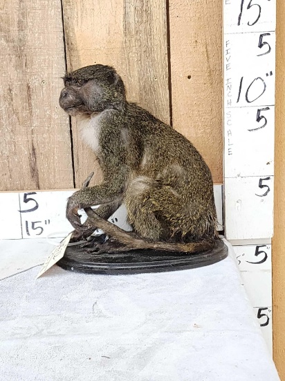 African Allen's Swamp Monkey