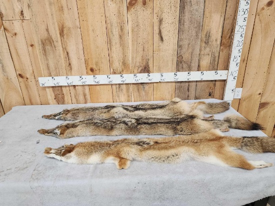 3 Soft Tanned Coyote Furs Taxidermy