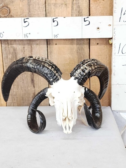 Big 4 Horn Jacob's Shed Skull Taxidermy