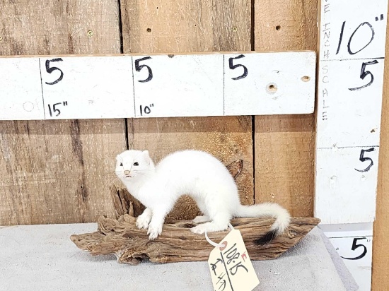 Weasel On Driftwood Taxidermy