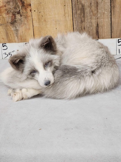 Marble Ranch Fox Full Body Soft Taxidermy Mount