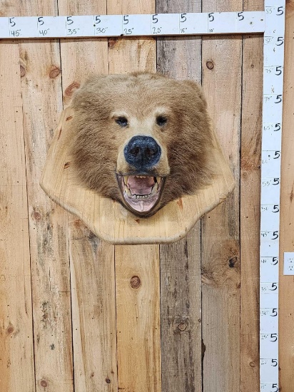 Big Alaskan Brown Bear Wall Pedestal Taxidermy Mount