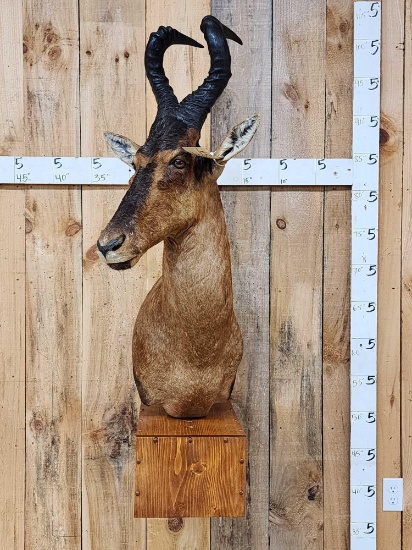 African Red Hartebeest Wall Pedestal Taxidermy Mount