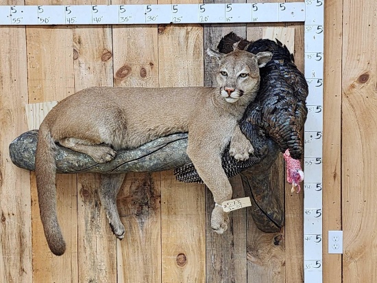 Mountain Lion Relaxing On A Log With Turkey Full Body Taxidermy Mount