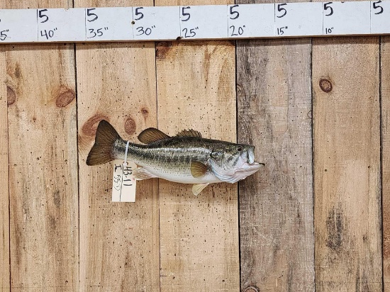 18" Largemouth Bass Real Skin Fish Taxidermy