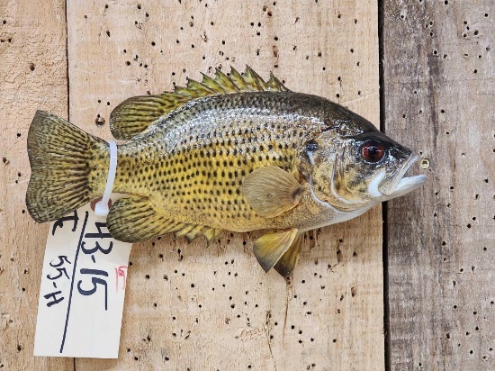 11" Rock Bass Real Skin Fish Taxidermy