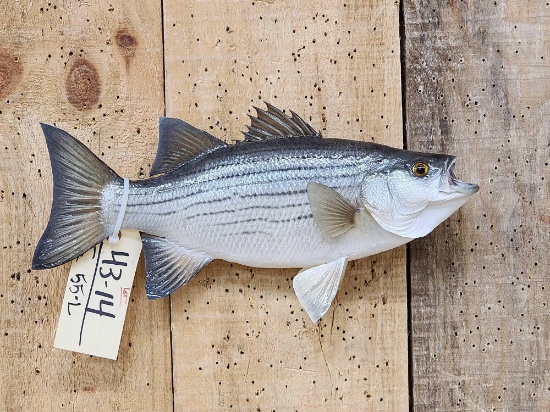 15" Striped Bass Real Skin Fish Taxidermy
