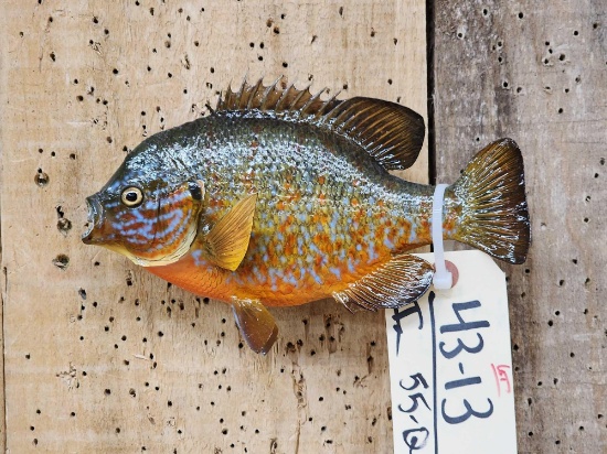 8 1/2" Pumpkin Seed Real Skin Fish Taxidermy