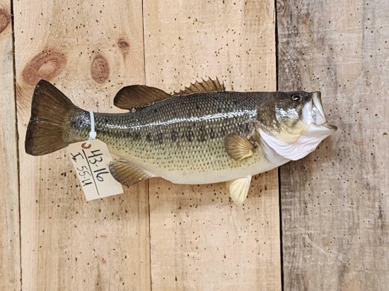 18" Largemouth Bass Real Skin Fish Taxidermy