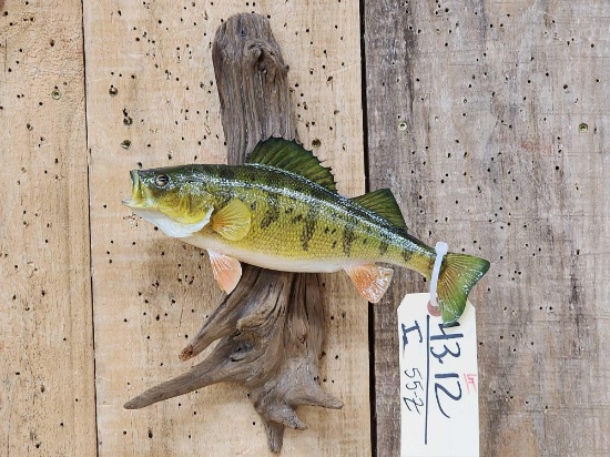 11" Yellow Perch Real Skin Fish Taxidermy