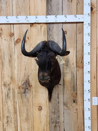 African Black Wildebeest Shoulder Mount Taxidermy