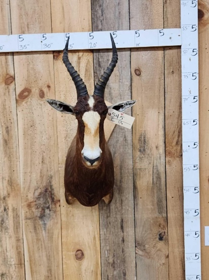 African Blesbok Shoulder Mount Taxidermy
