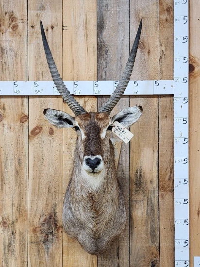 NICE African Waterbuck Shoulder Mount Taxidermy