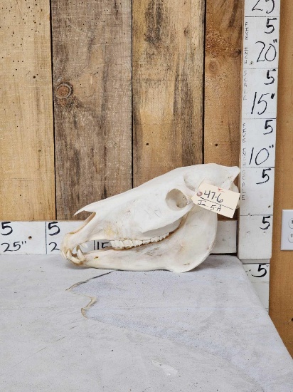 Zebra Skull Taxidermy