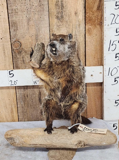 Woodchuck Chucking Wood Full Body Taxidermy Mount