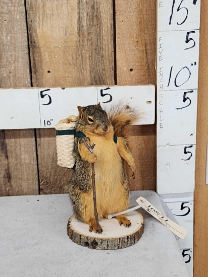 Backpacking Squirrel Taxidermy Mount