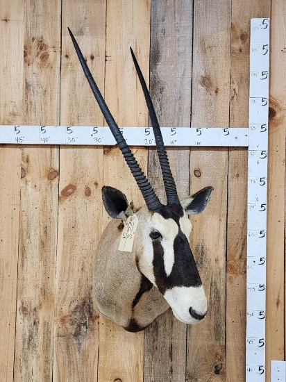 African Gemsbok Shoulder Mount Taxidermy