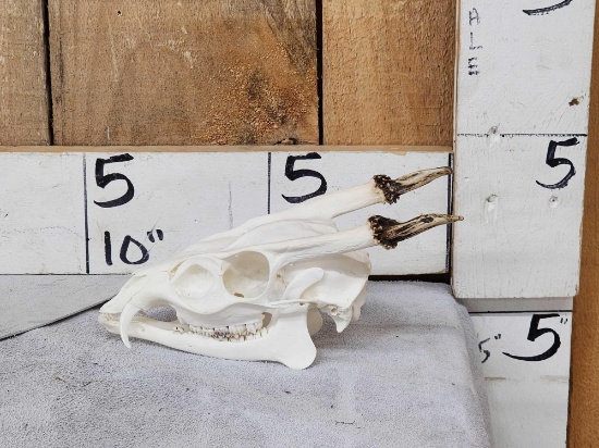 Asian Muntjac Skull Taxidermy