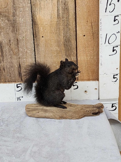 Black Squirrel Full Body Taxidermy Mount