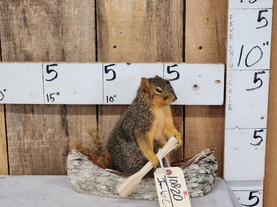 Squirrel In A Birch Bark Canoe Taxidermy