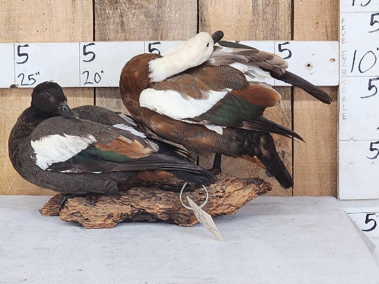 Pair Of Paradise Shelducks Full Body Bird Taxidermy