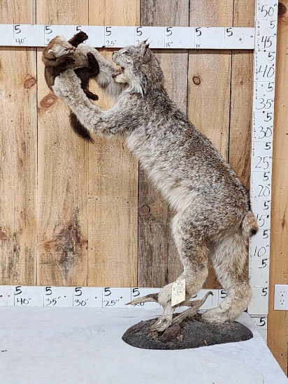 Alaskan Lynx Catching A Pine Marten Full Body Taxidermy Mount