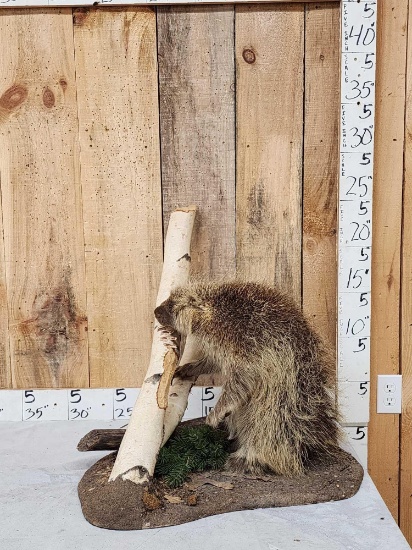 Porcupine Full Body Taxidermy Mount