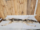 Big Alaskan Wolf Soft Tanned Fur Taxidermy