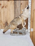 Howling Coyote Full Body Taxidermy Mount